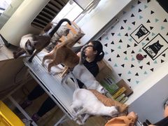 -Cappucimeow猫咪咖啡馆(韦伯时代店)