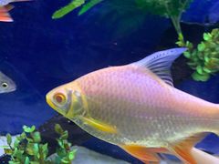 -沙沙哗啦海洋馆(华宇百花谷店)