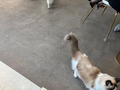 -飞行喵MR PILOT|猫舍·猫咖(静安大融城店)
