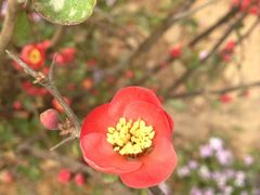 iphone_upload_pic-郑州植物园