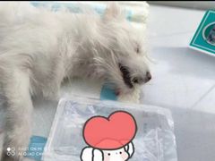 -艾吉宠物医院·疑难杂症转诊中心·猫友好(碧江路院)