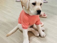 -中农国际动物医院24小时·猫科·骨科·急重症中心