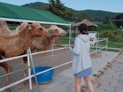 -金石滩蓝莓谷庄园