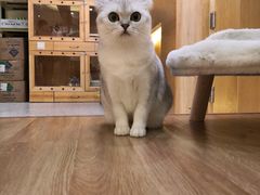 -滚猫咖啡·猫咖·猫友好撸猫(未来城店)
