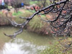 -香雪海