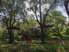 -北京野生动物园