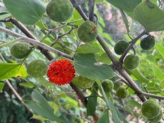 -北京西山国家森林公园