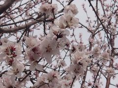 -桃花堤公园