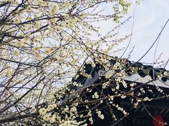 -香雪海