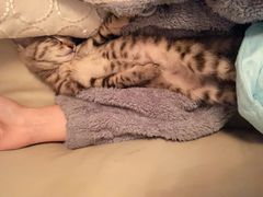 -高德24h动物医院