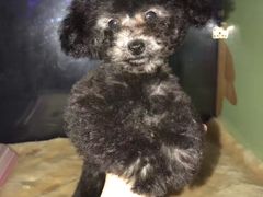-爱宠屋pet shop·宠物洗澡·宠物美容