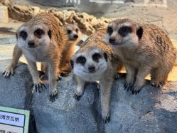 -Zoolung Zoolung动物主题公园(海信广场店)