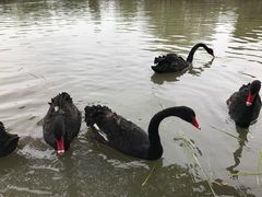 景点-长兴太湖图影湿地文化园