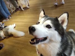 -Husky Go! 哈士奇体验馆·宠物咖啡厅狗咖