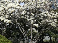 -静安公园(静安寺街道)
