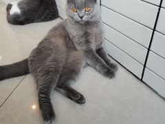 -Catmate·猫肥家润(金润铂宫店)