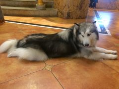 -more than meow吴止猫主题餐厅(承德 中船汇店)