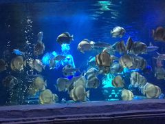 -梦幻海洋王国(吾悦广场张家港店)