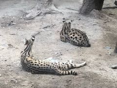 -清迈夜间动物园