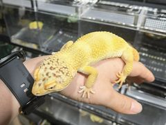 -酷以爬仙阁实体爬宠店·守宫·蜥蜴·专业繁育