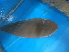 -宾朋海鲜特色美食餐厅·纯手工鲅鱼水饺(兴海路店)