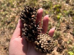 -塞罕坝国家级自然保护区