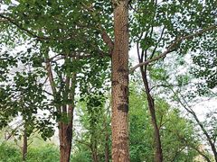 -长白岛森林公园