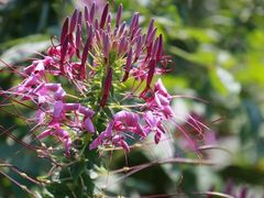 花卉-北纬44度·金珠花海休闲农业旅游景区