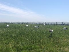 -盐城丹顶鹤湿地生态旅游区