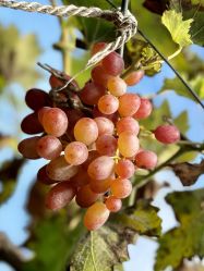 -圣露庄园·草坪婚礼·宴会厅·会议