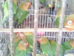 -桂林市花鸟市场