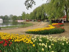 -曹州牡丹园