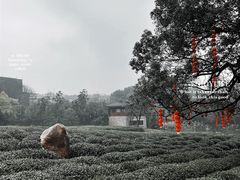 -中国茶叶博物馆(双峰馆区)