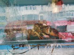 -桔子海鲜烧烤大排档(台东店)