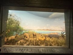 -美国自然历史博物馆