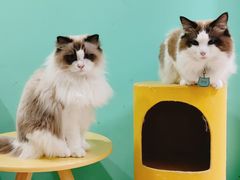 -猫在这儿猫咪咖啡馆·撸猫馆