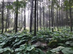-洛阳白云山景区