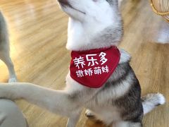 -Husky Go! 哈士奇体验馆·宠物咖啡厅狗咖