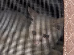 -贝康宠物医院·犬猫全科·小动物特色诊疗中心(东环路店)