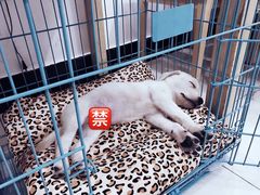 -翊宠yipet猫狗购宠庄园犬舍•猫舍