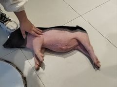 -怪兽屋·羊驼·猫咖·狗咖(俊华广场店)