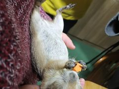 -藦茜花园宠物主题亲子互动体验馆(国顺东路店)