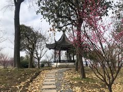 -鹅湖玫瑰文化园