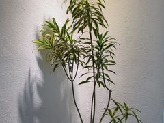 -The Good Place好地方·Brunch·coffee(国贸店)