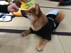 -逗柴咖啡屋·狗咖猫咖宠物桌游
