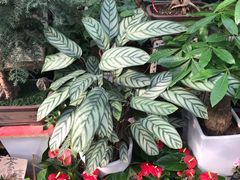 -秦美花卉(天朗·莱茵小城2期店)