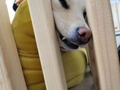 -柴迷FANS CLUB·柴犬狗咖·猫咖