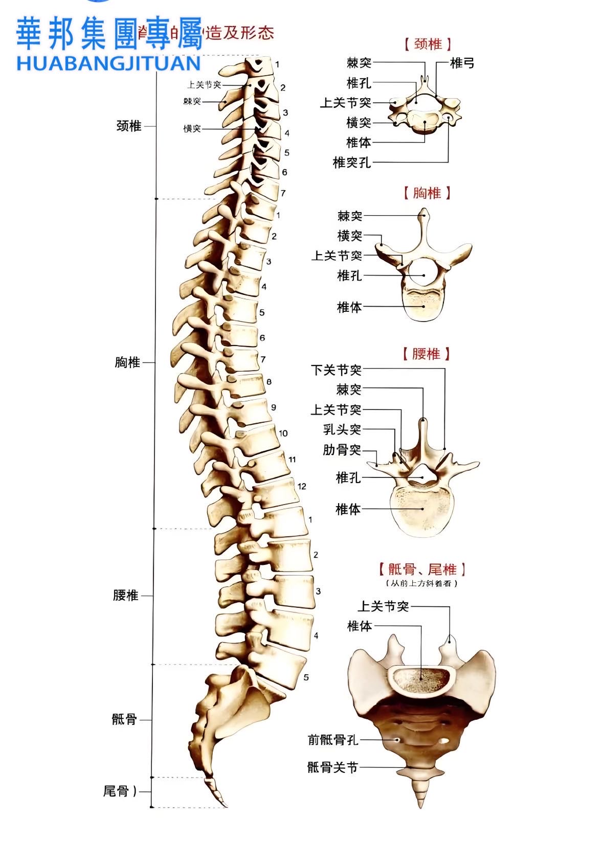 颈椎关节突关节解剖图图片