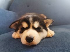 -喜柴咖啡·柴犬狗咖