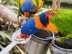 -南宫五洲植物乐园